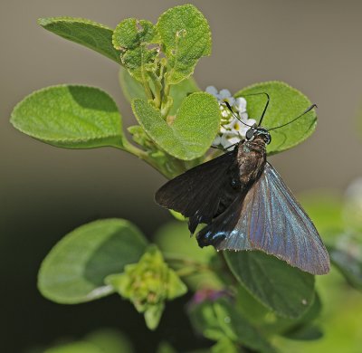 Mangrove Skipper