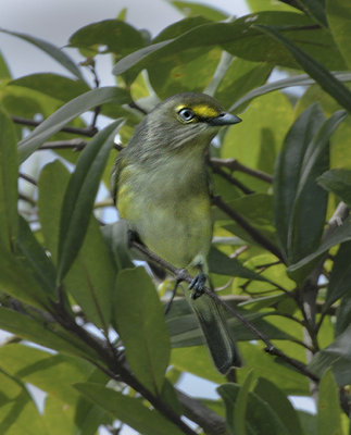 Thick-billed Vireo