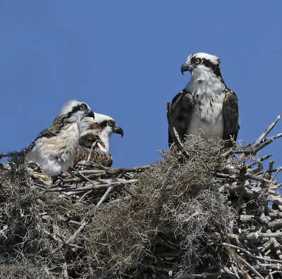 Osprey and Two Chicks