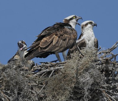 Osprey Pair and Chick