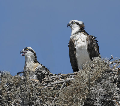 Osprey and Chick