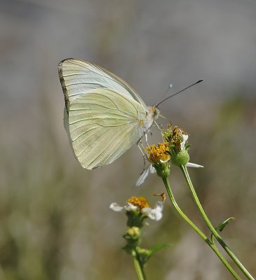 Great White Southern Butterfly