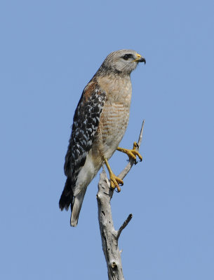 Florida Adult Red-shouldered Hawk