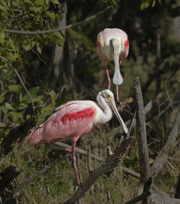 Roseate Spoonbills