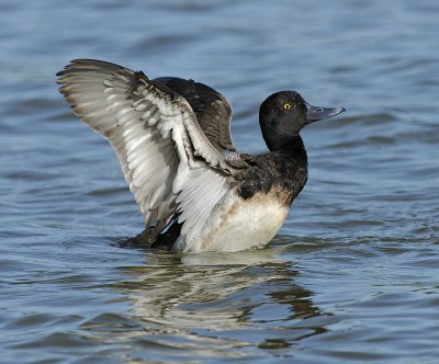 Diving Ducks