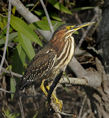 Juvenile (1st Summer Bird)