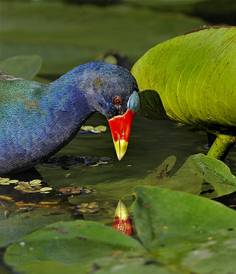 Purple Gallinule