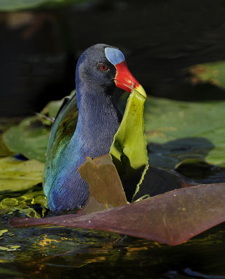 Purple Gallinule 