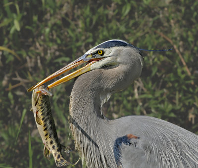 Mature Adult with Florida Gar