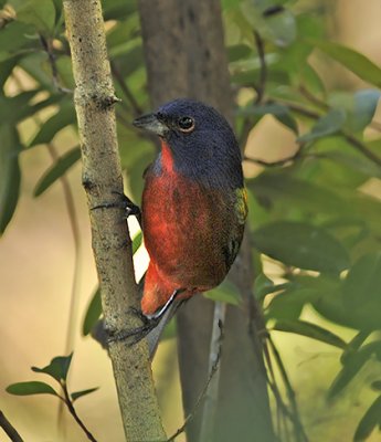 Painted Bunting (Adult Male)