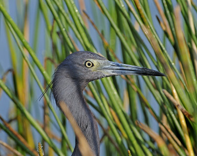 Little Blue Heron