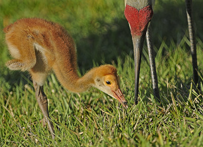 Florida Sandhill Crane and Chick