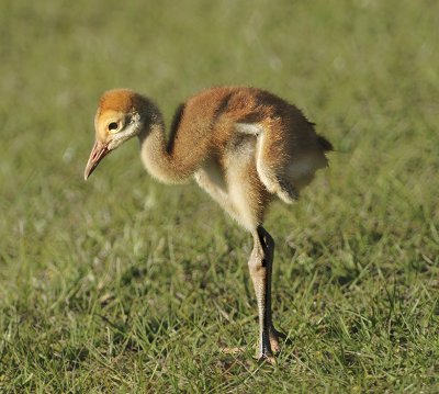 Florida Sandhill Crane Chick