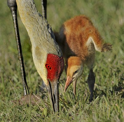 Florida Sandhill Crane and Chick