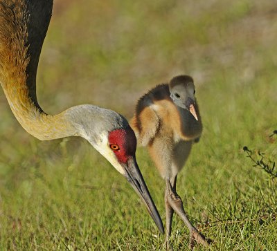 Florida Sandhill Crane and Chick