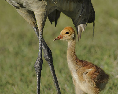 Florida Sandhill Crane and Chick