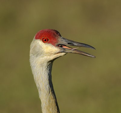 Florida Sandhill Crane