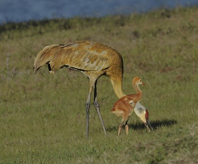 Florida Sandhill Crane and Chick