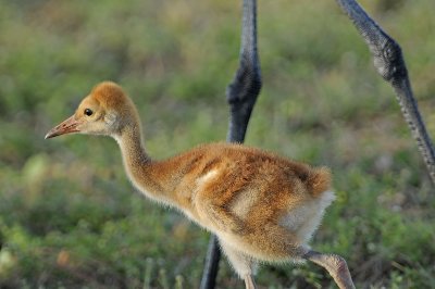 Florida Sandhill Crane Chick
