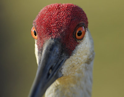 Florida Sandhill Crane