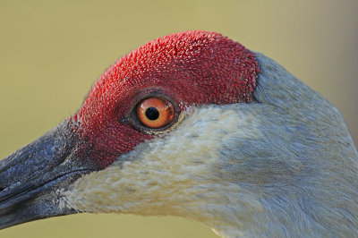 Florida Sandhill Crane