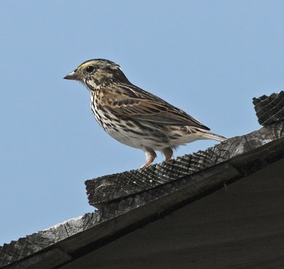 Savannah Sparrow