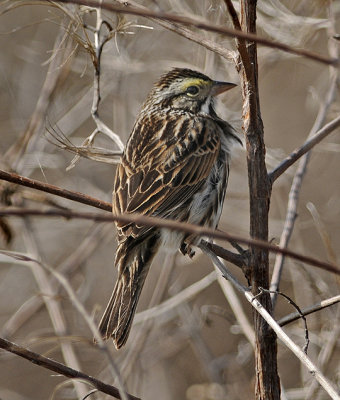 Savannah Sparrow