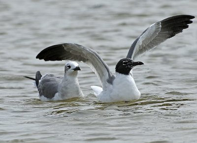 Laughing Gulls (Non-breeding Adults)