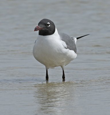 Laughing Gull (Breeding Adult)