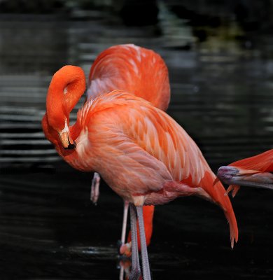 American Greater Flamingos