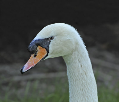 Mute Swan