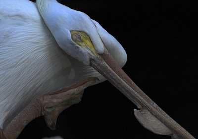 White Pelican 
