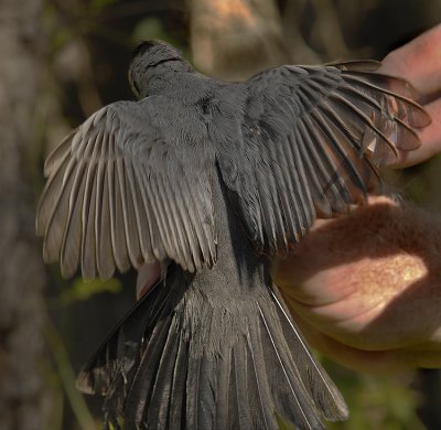 Gray Catbird Wing Sttructure 