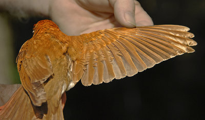 Wood Thrush Wing Structure
