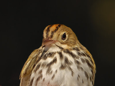 Ovenbird