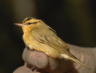 Worm-eating Warbler