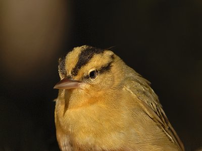 Worm-eating Warbler