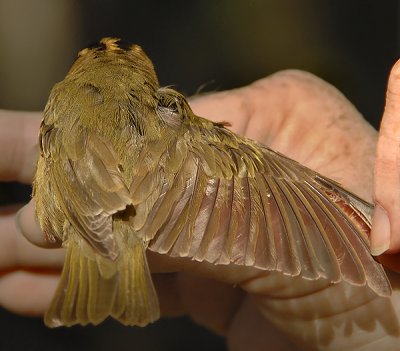 Worm-eating warbler Wing Detail