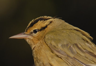 Worm-eating Warbler