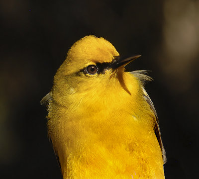 Blue-winged Warbler