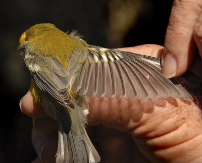 Blue-winged Warbler Wing Detail