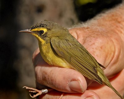 Kentucky Warbler