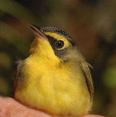 Kentucky Warbler