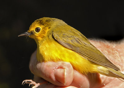 Hooded Warbler (Adult Female)