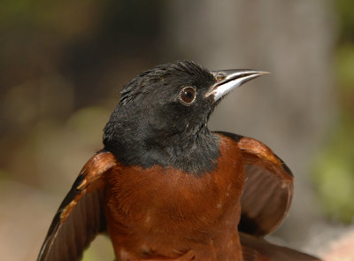 Orchard Oriole