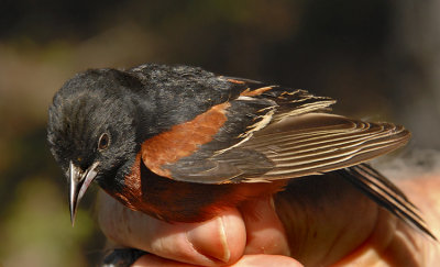 Orchard Oriole