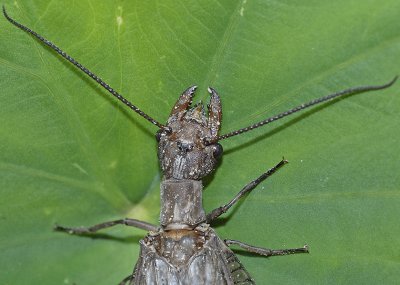 Eastern Dobsonfly