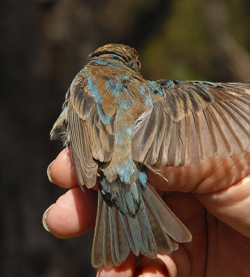 Indigo Bunting (2nd Year Male)