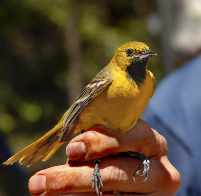 Hooded Warbler (Young Male)