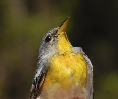 Young Male